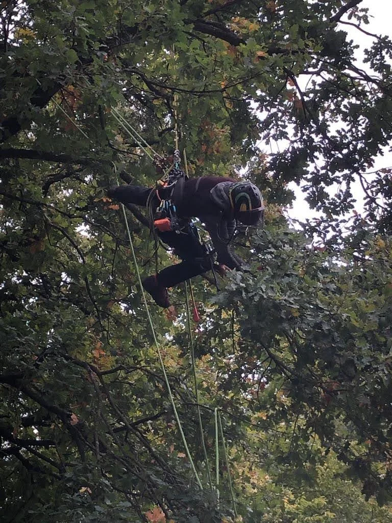 Ein Baumkletterer trägt einen Schutzhelm und klettert in einem Baum, umgeben von Blättern.