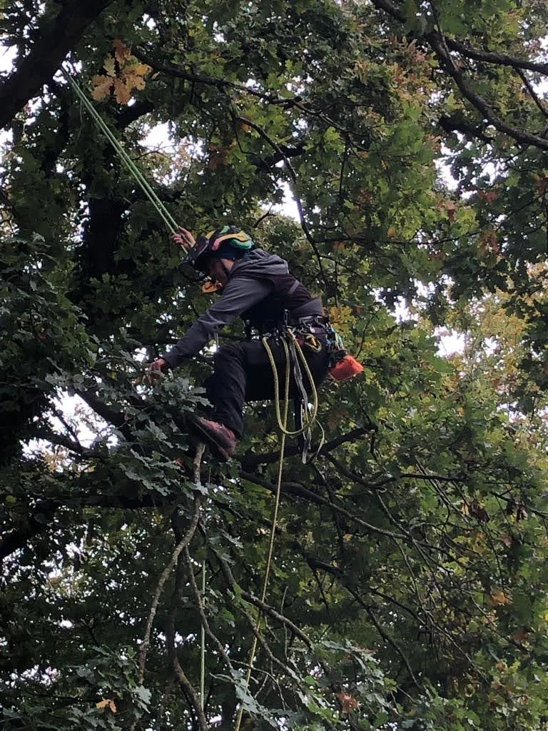 Ein Baumkletterer mit Helm, Sicherheitsgurten und Seilen klettert in den Baum und befestigt ein Seil.