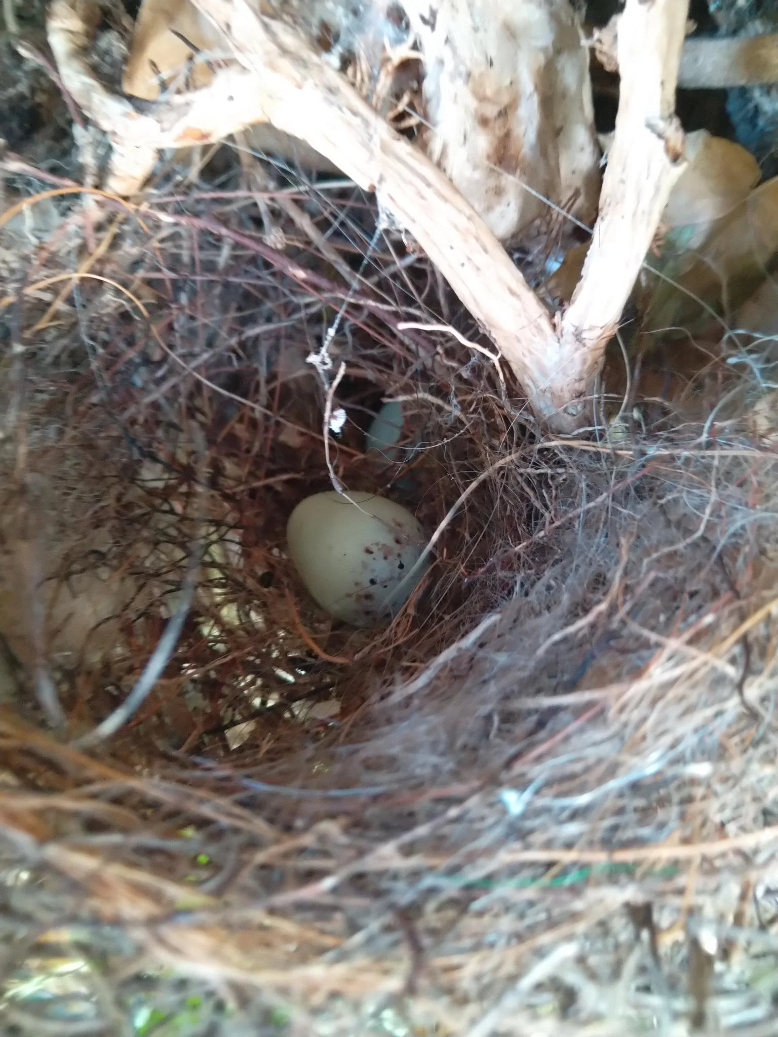 Vogel nest mit einem Ei, umgeben von Zweigen und Ästen.