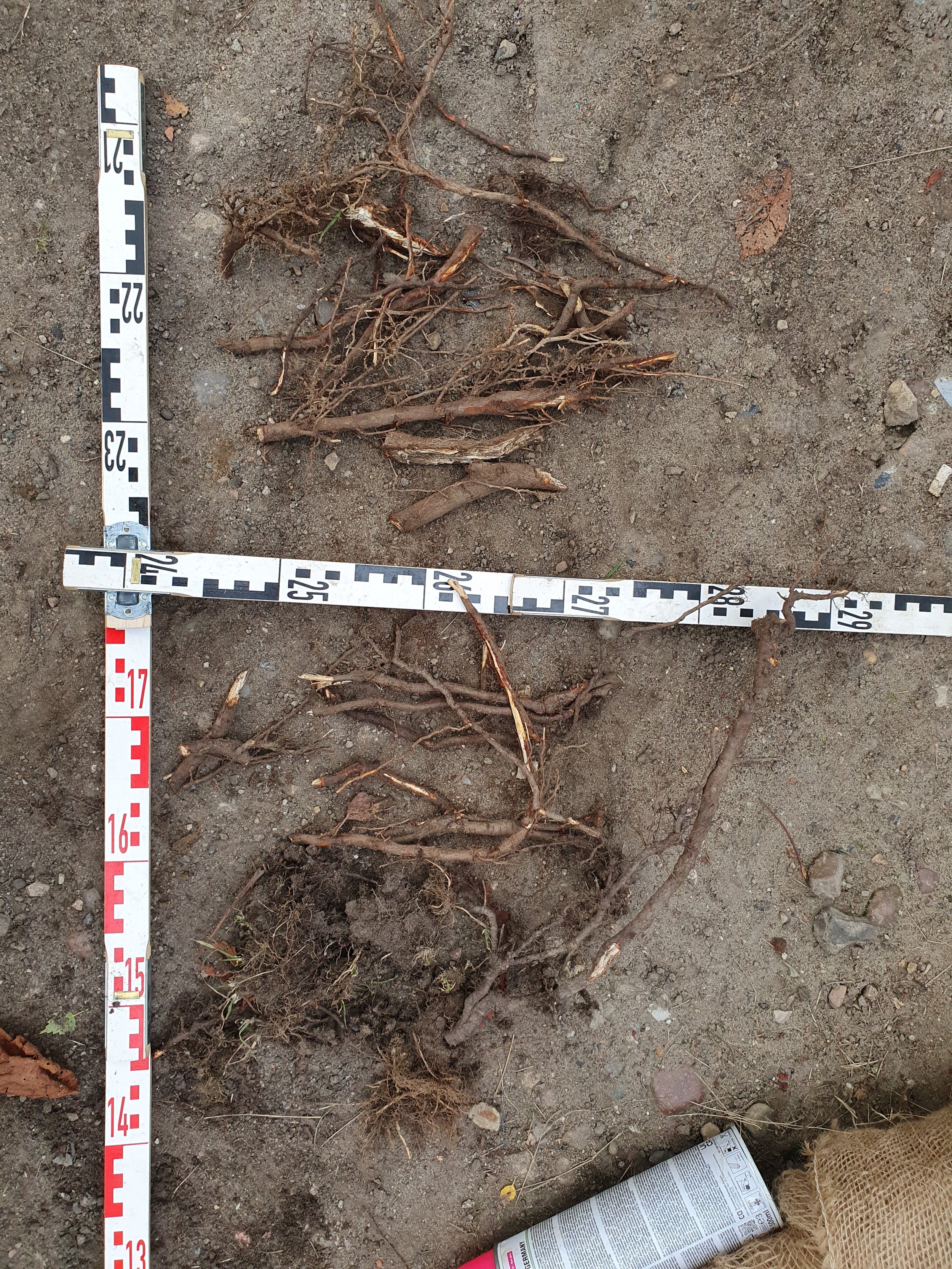 Zwei Wurzelsysteme liegen auf dem Boden. Das obere ist kleiner und kürzer, das untere größer und hat mehr Wurzelhaare. Neben den Wurzeln liegt eine leere Spraydose auf dem Boden.