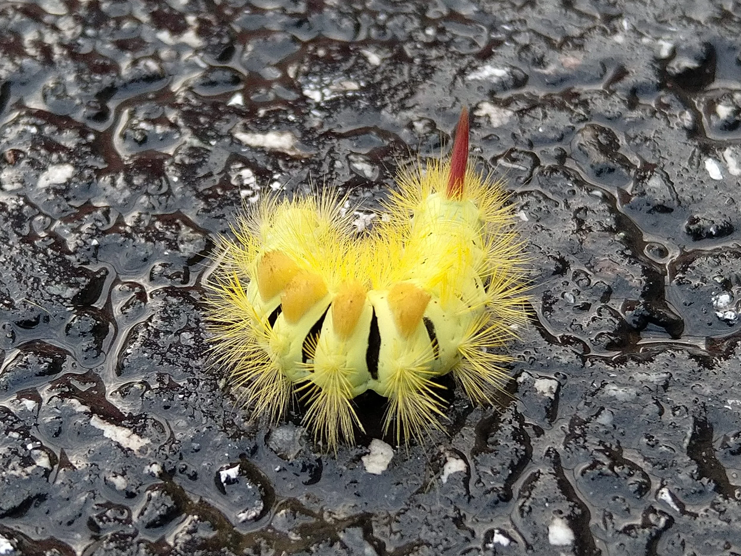 Eine gelbe Raupe mit langen, dünnen Härchen auf einer schwarzen, glitschigen Oberfläche.