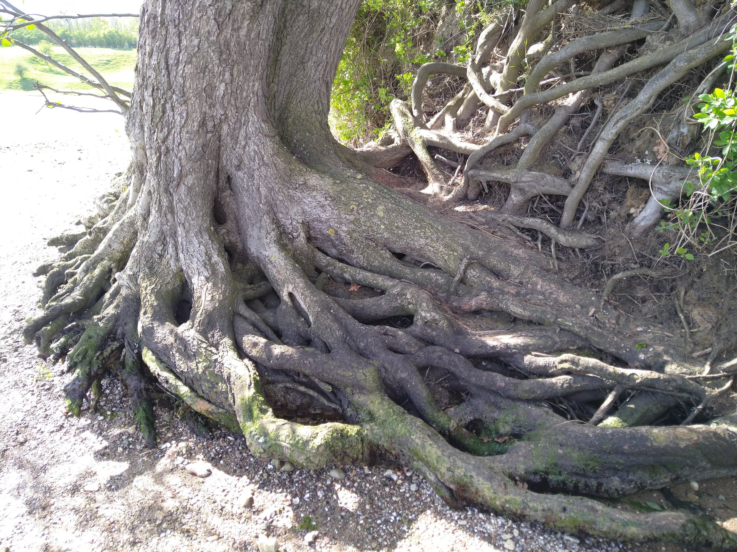 Nahaufnahme der verzweigten, ausgegrauten Baumwurzel an einem Baumstamm. Es ist eine flache, sonnige Umgebung mit grünem Hintergrund.