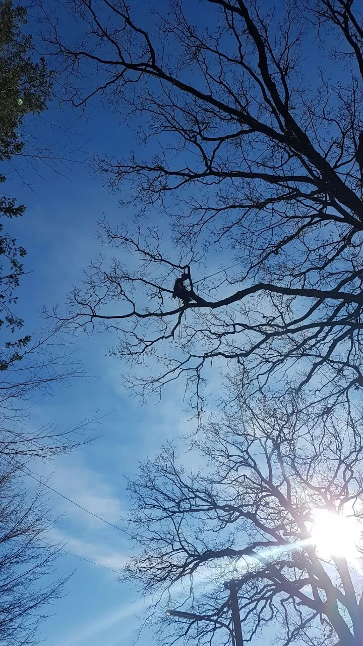 Blick nach oben auf kahle Baumzweige gegen blauen Himmel mit Sonnenschein.