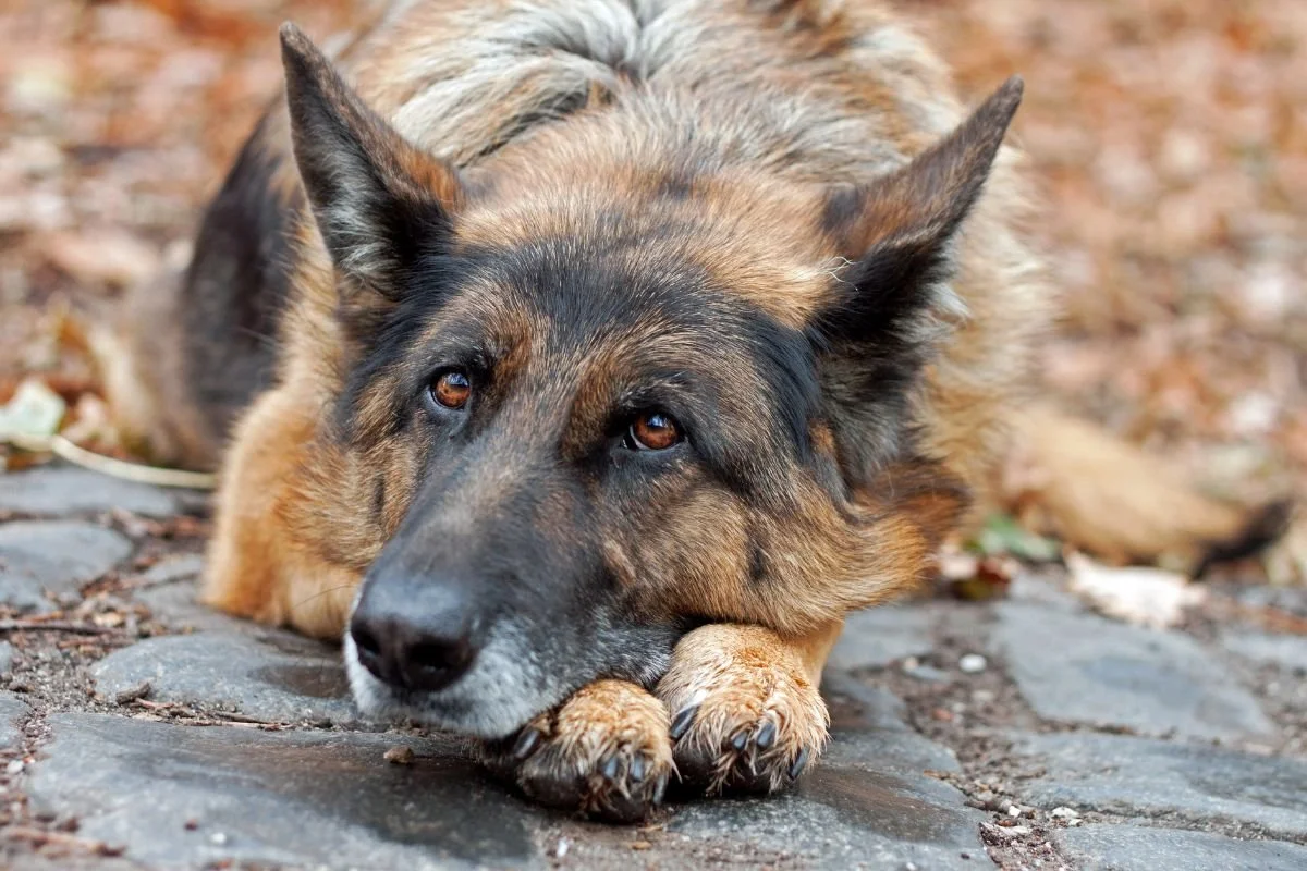Sodbrennen beim Hund erkennen und verstehen