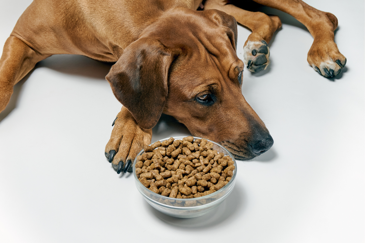 Gastritis beim Hund - Symptome erkennen, Ursachen verstehen und mit Ayurveda unterstützen