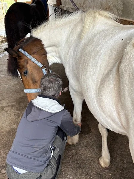 Pferdemassage bei Theresa 2025.jpg