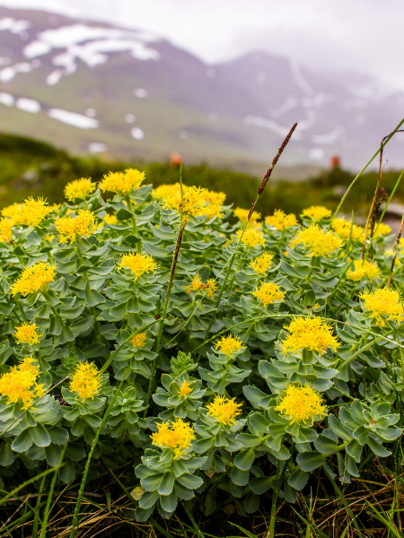 Rosenwurz am Berg.png