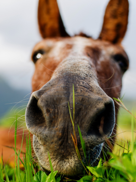 Duftwahrnehmung beim Pferd.png