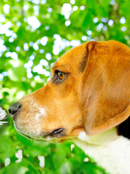 Hund schnuppert an einer Blüte.png