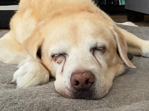 Schlafende Ronja.jpg