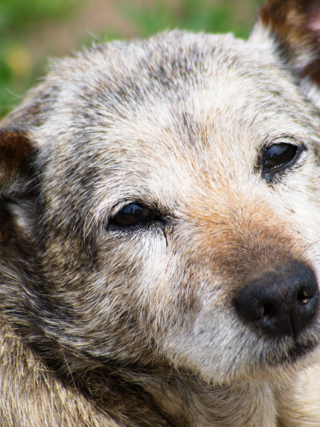Alter Hund im Portrait.png