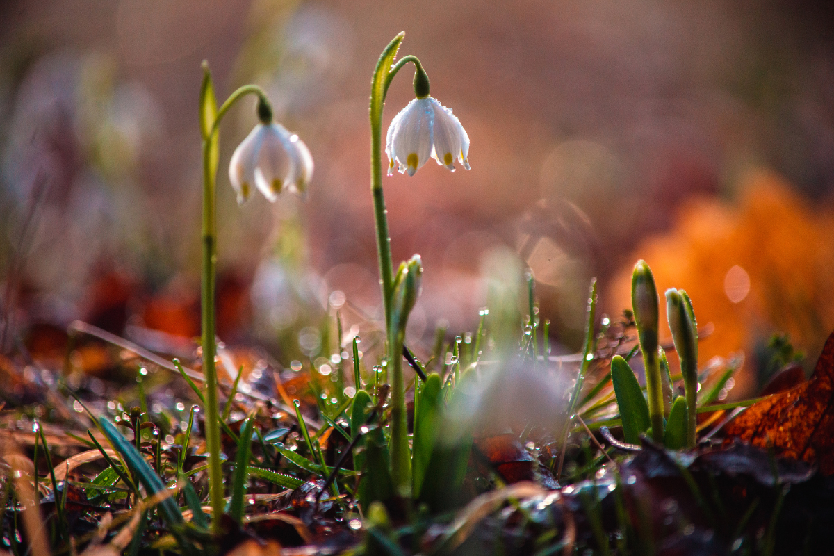 Hund und Pferd im Frühling: Juckreiz, Schleimbildung und Verdauungsprobleme in der Kapha-Zeit verstehen 