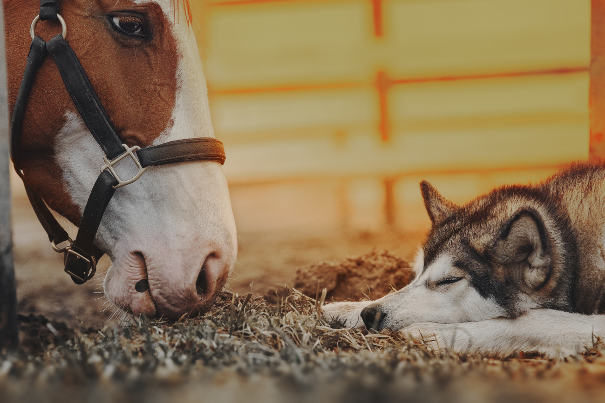 Stress bei Hund und Pferd- Mit Ayurveda &amp; Aromatherapie zurück zur Ruhe