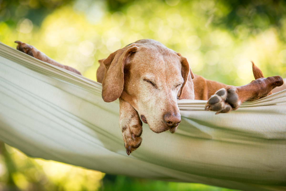 Stress im Darm: Verdauungsprobleme bei Hund und Pferd ganzheitlich lösen
