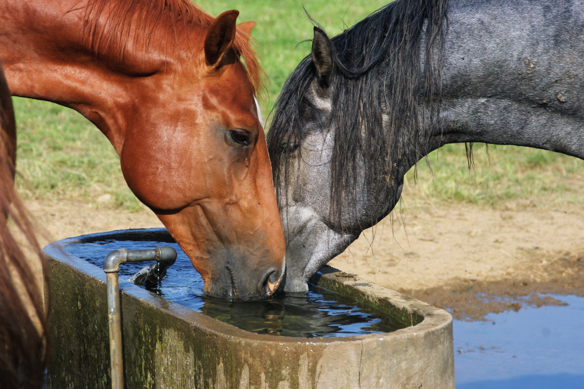 pferde-trinken-sommer-wasser-verdauung.png