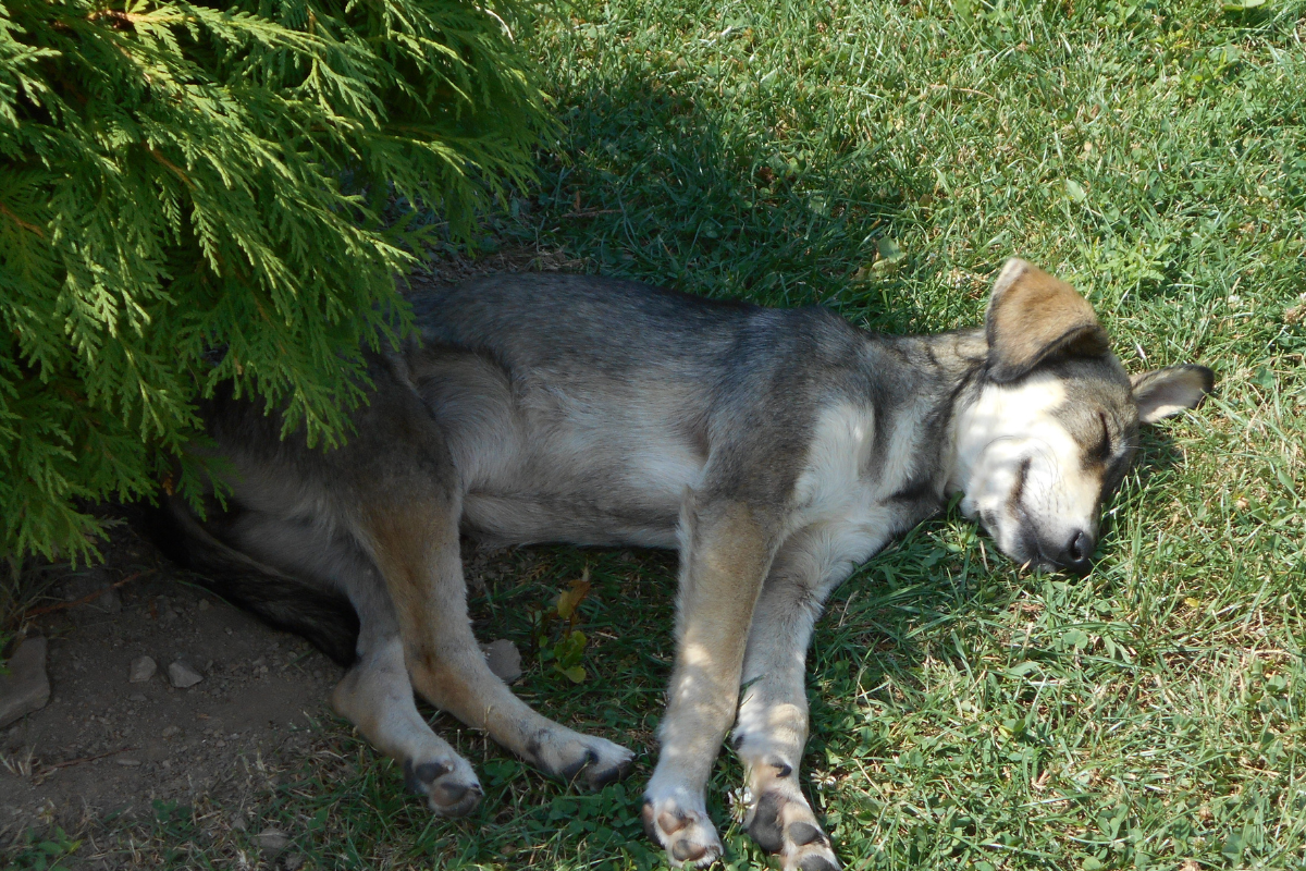 hund-schatten-sommer-hitze-abkuehlung.png