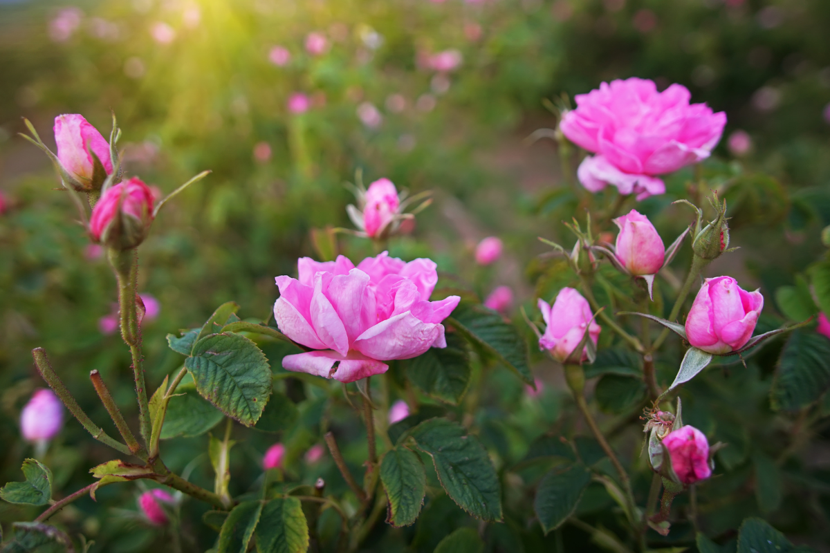 rosen-rosenhydrolat-aromatherapie-pitta-sommer.png