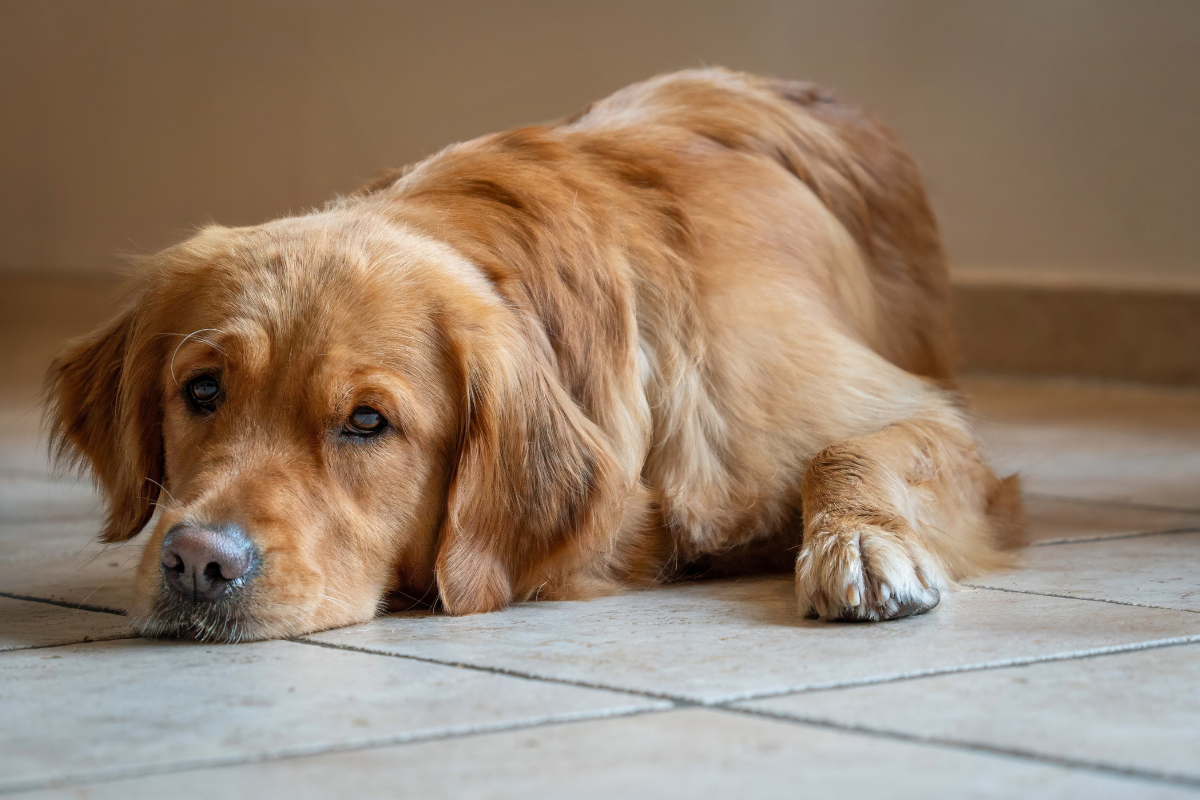 Leaky Gut beim Hund: Warum die Ursachensuche wichtiger ist als die Kotanalyse
