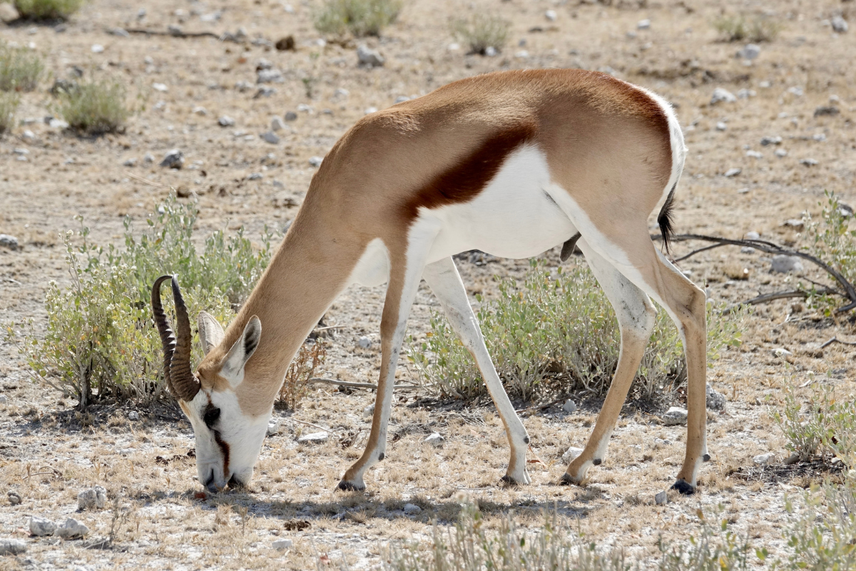 Eine Springbock-Antilope grast friedlich in der Savanne; Symbol für den natürlichen Reset des Nervensystems nach Stress.