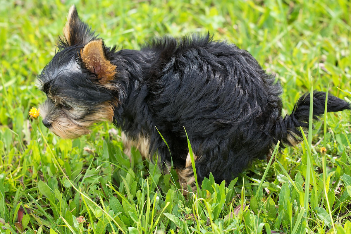 Yorkshire Terrier beim Kotabsatz auf der Wiese, Kotbeschaffenheit und Häufigkeit geben Hinweise bei IBD