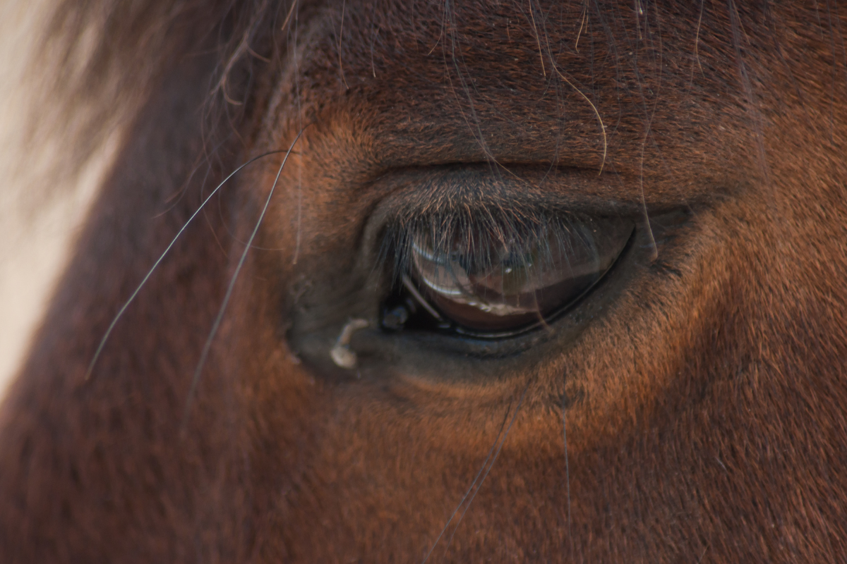 Pferdeauge mit leichter Sekretbildung als mögliches Zeichen für Schleimregulation in der Kapha-Zeit im Frühling