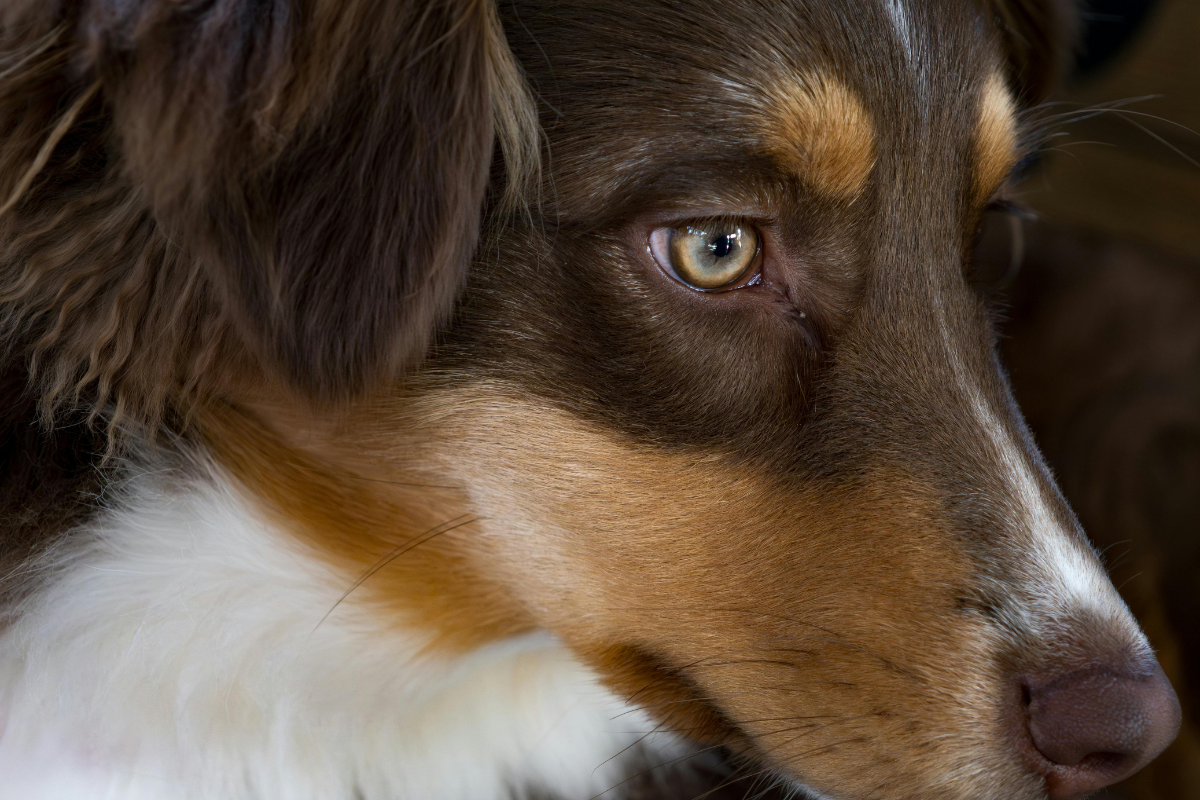Nahaufnahme eines Hundes (Australian Shepherd) mit angespannten Gesichtsmuskeln und weit geöffnetem, "hartem" Blick.