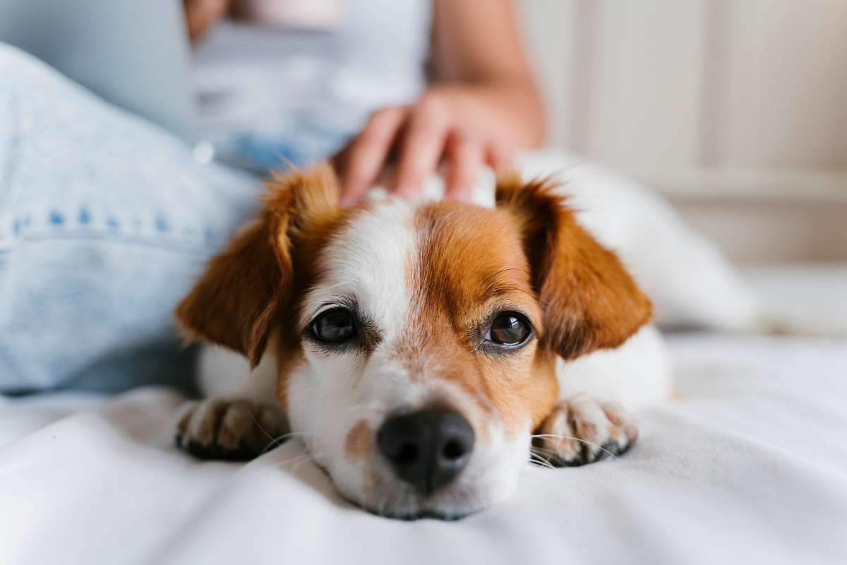 Jack Russell Terrier liegt entspannt auf dem Bett, die Hand seiner Halterin ruht auf seinem Kopf