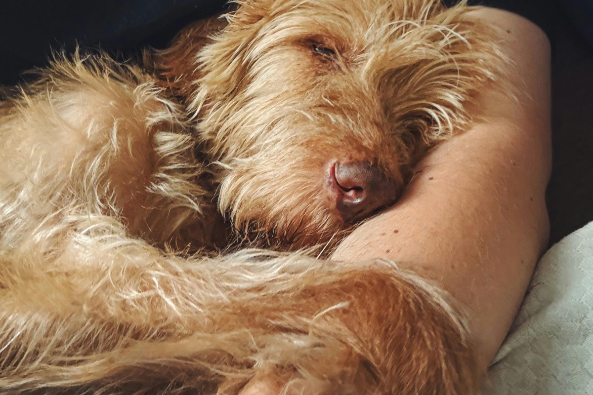 Entspannter Hund liegt im Arm eines Menschen