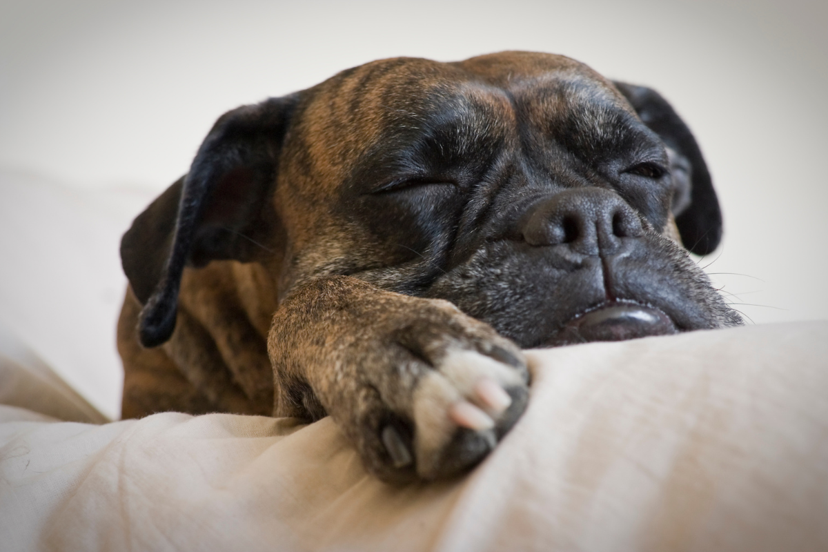 Entspannter getigerter Boxer schläft seelenruhig mit dem Kopf auf einem Kissen.
