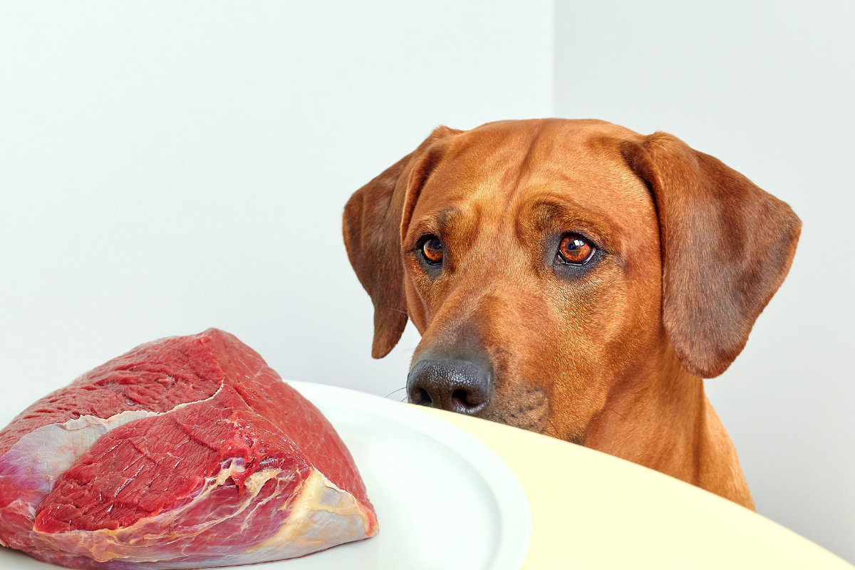 Hund betrachtet ein Stück rohes Rindfleisch auf einem Teller