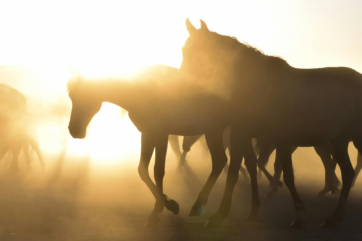 Pferdesilhouetten im Gegenlicht und Staub an einem heissen Sommertag