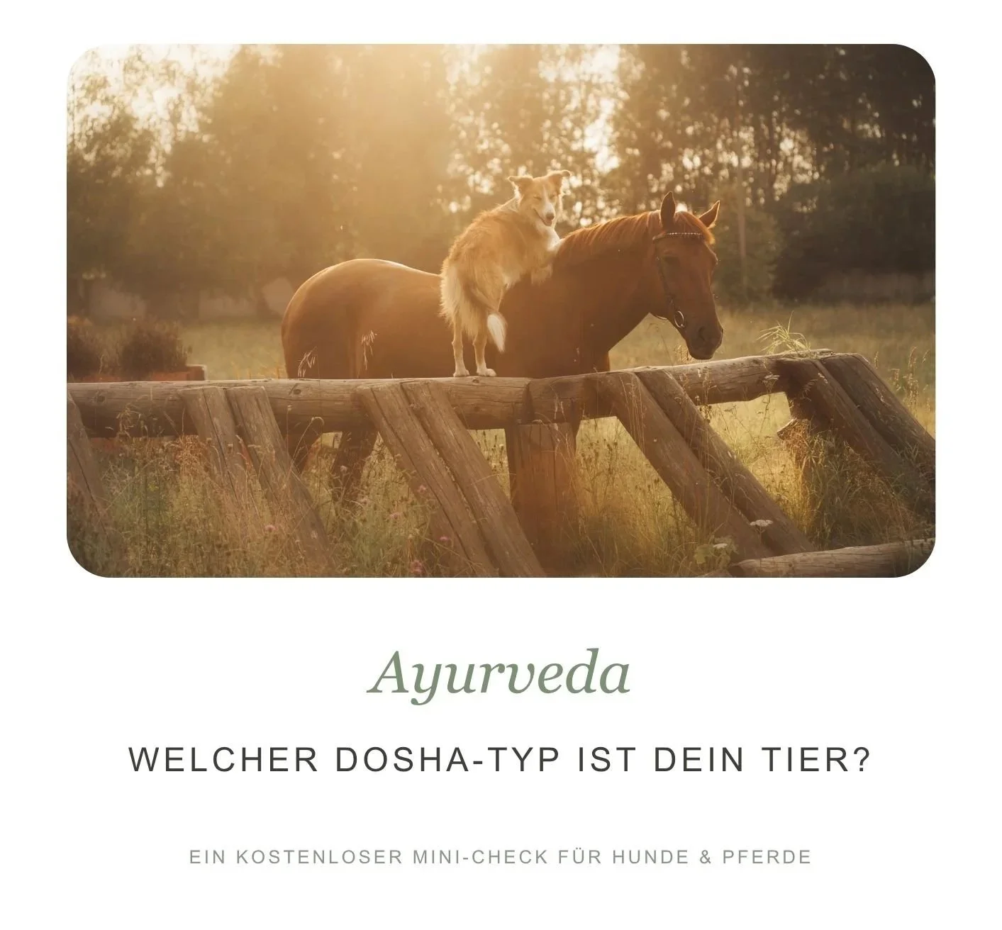 Cover-Ayurveda Dosha-Check für dein Tier