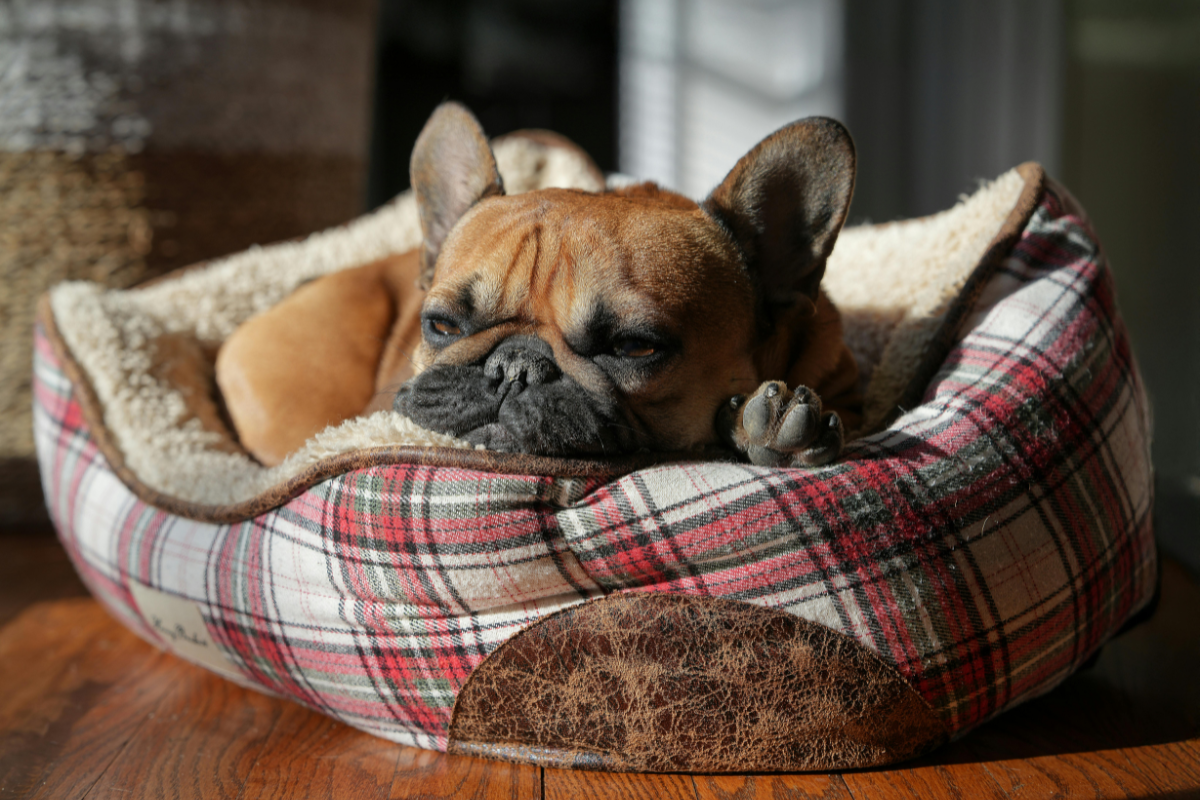 Französische Bulldogge liegt müde in ihrem Körbchen, ein Hund mit chronischer Darmentzündung (IBD) braucht viel Ruhe