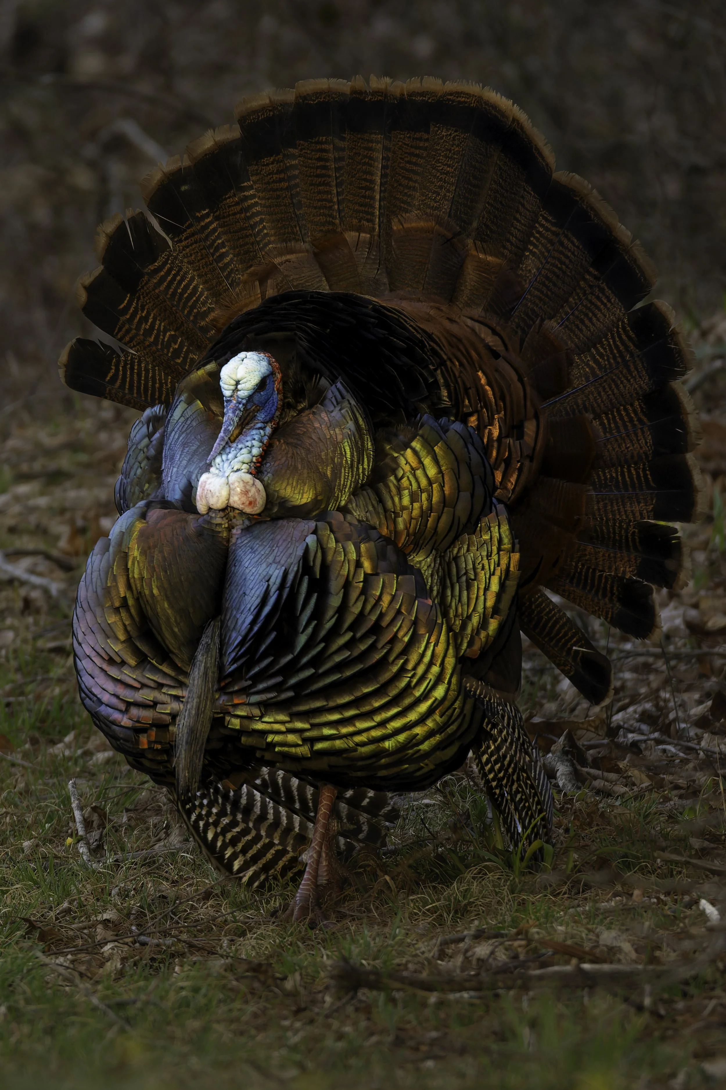 A wild turkey standing on the ground amidst grass and fallen leaves, displaying its large, colorful tail feathers fanned out behind its body.