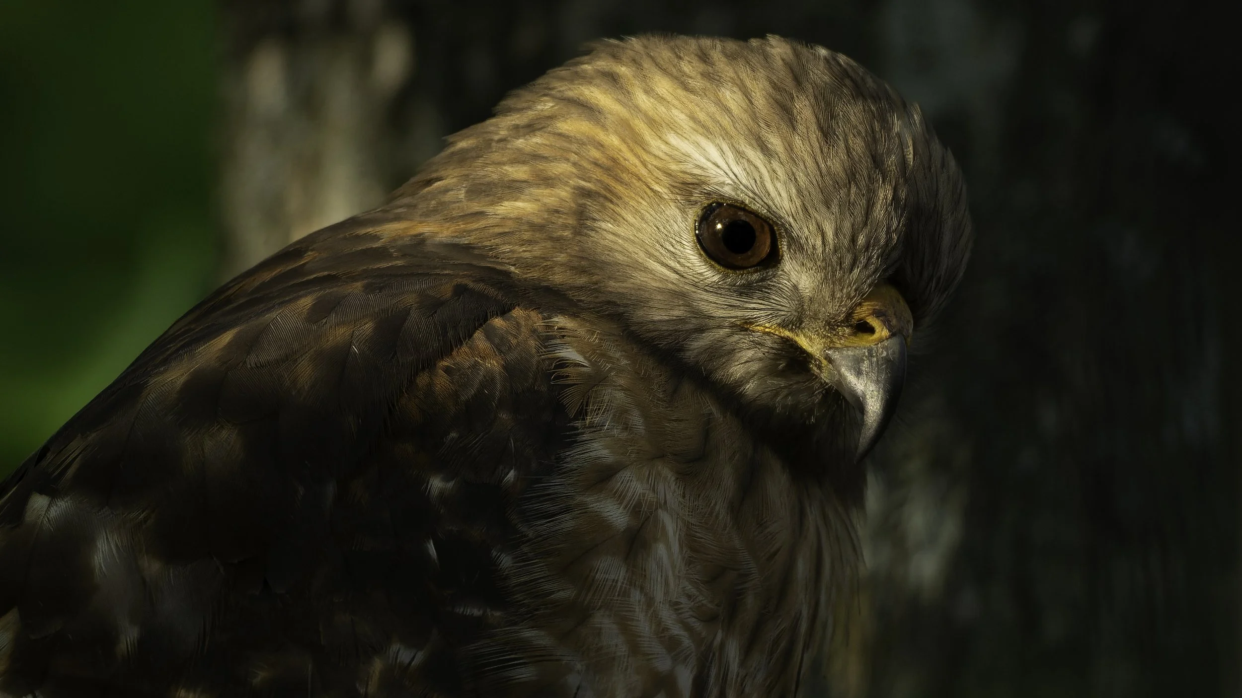 Close-up of a hawk's head with brown feathers and dark eyes.