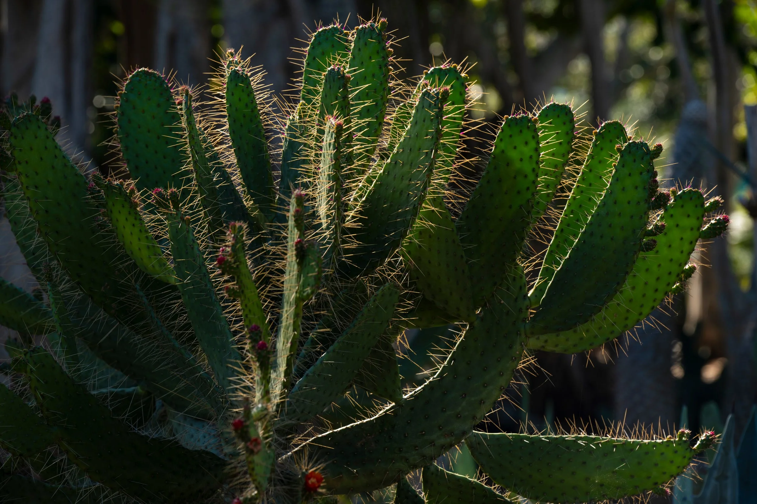 _DSC7625.jpeg