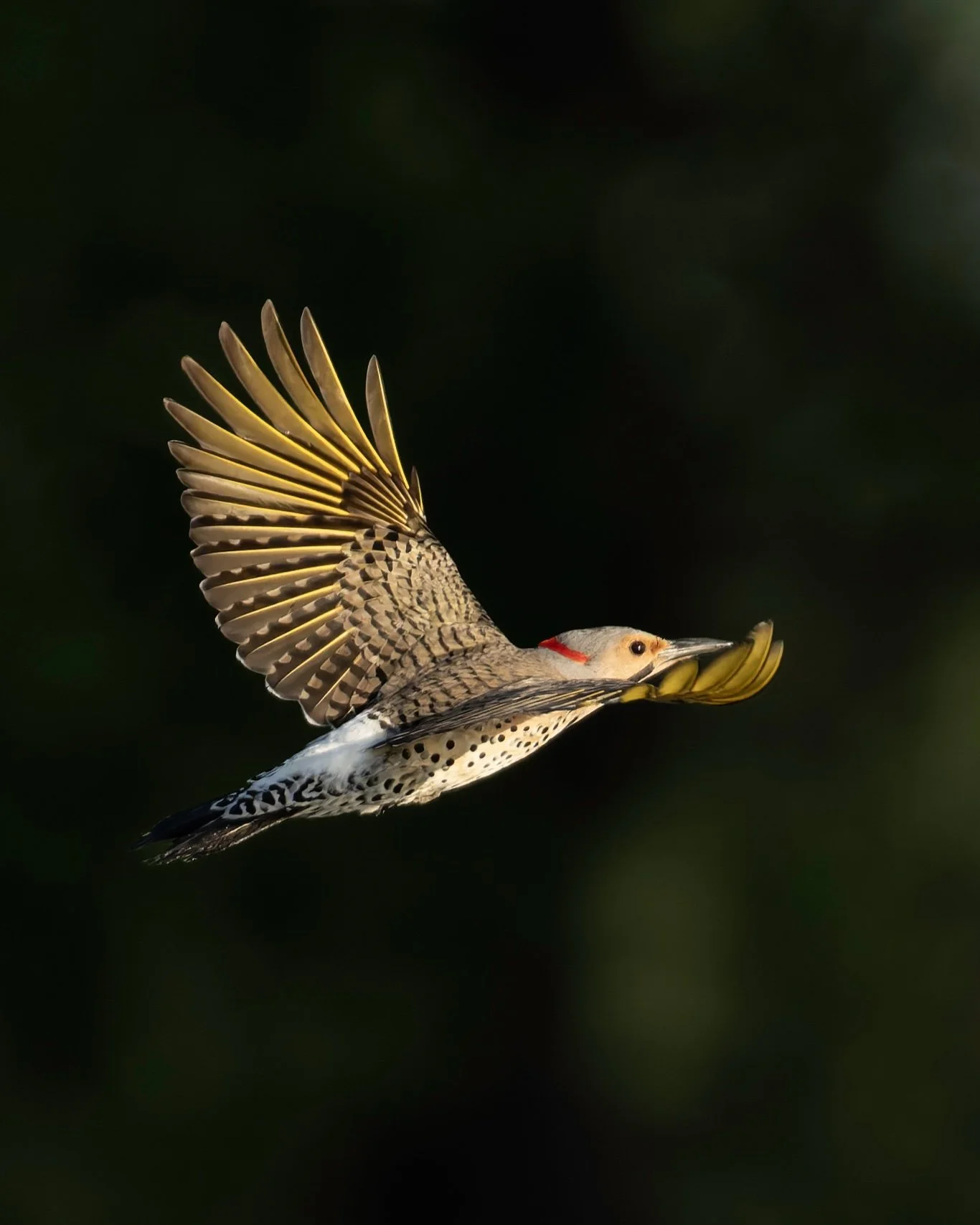 A bird in mid-flight with its wings spread wide, showcasing intricate feather patterns, set against a dark, blurred background.