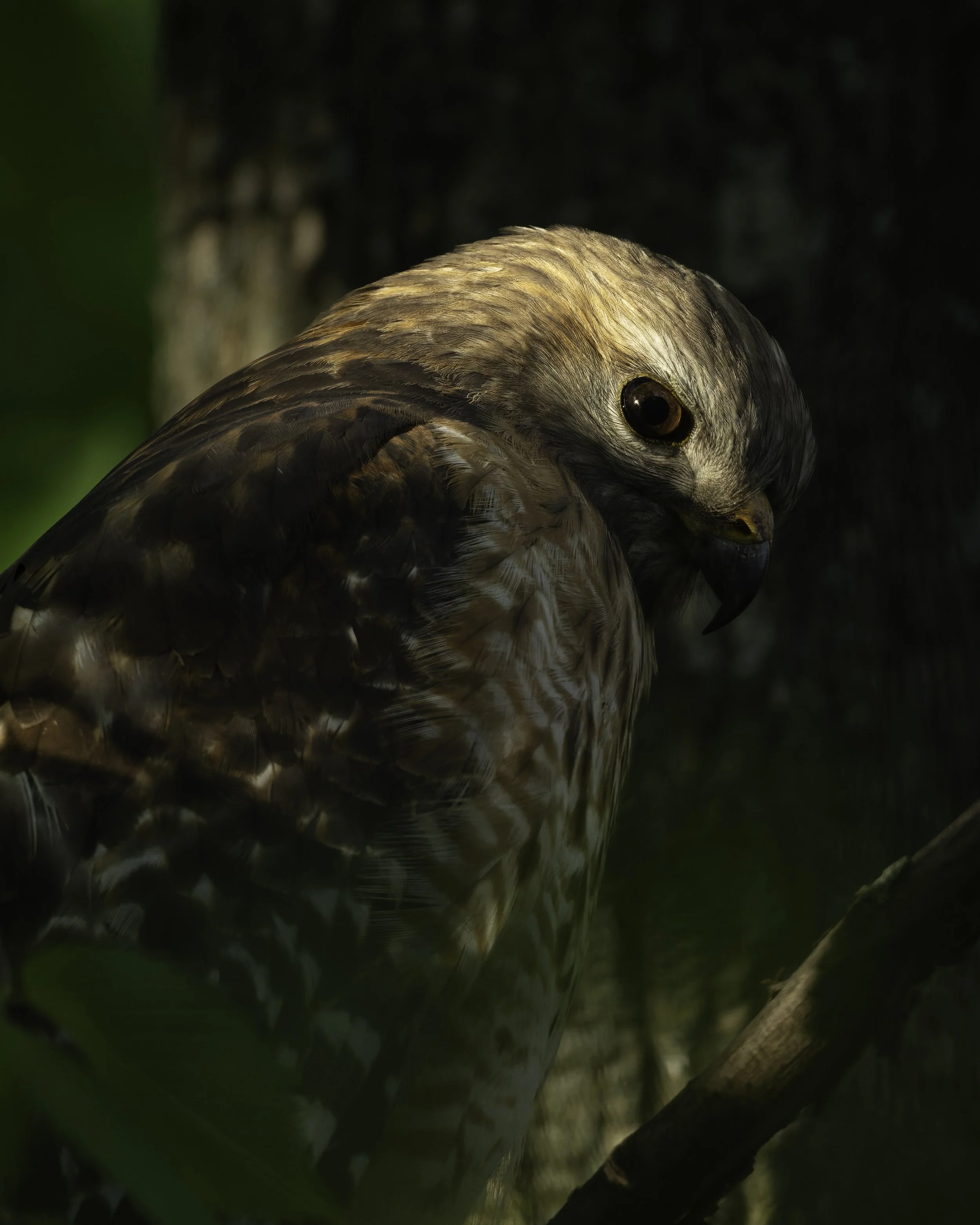 Close-up of a hawk perched on a branch, surrounded by green leaves.