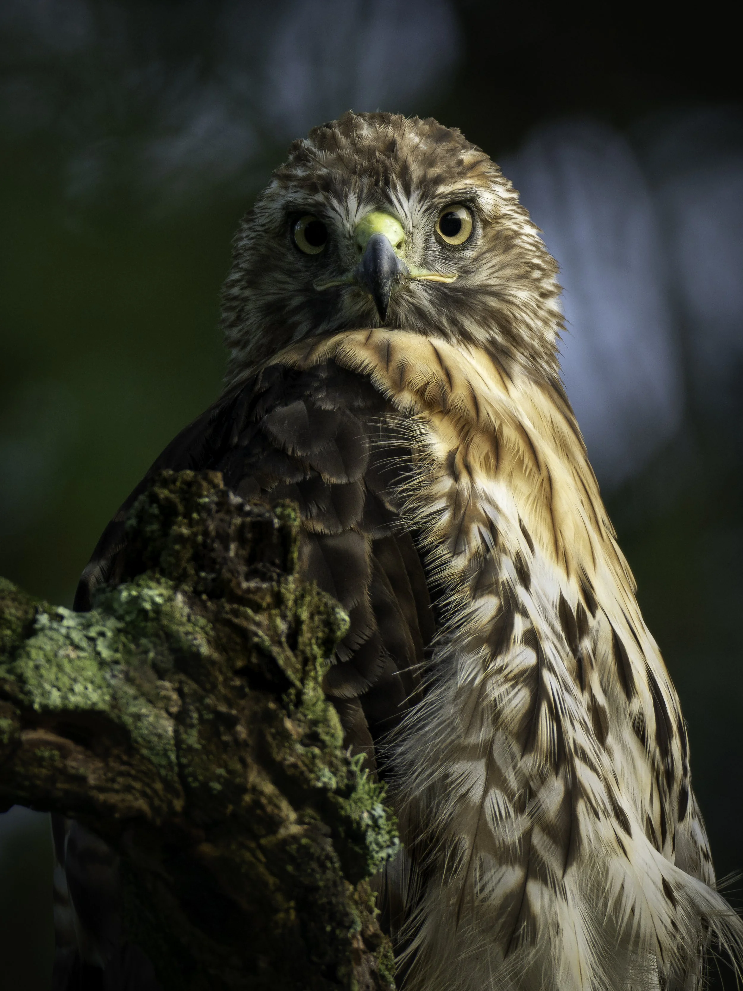 DSC_2636.jpg