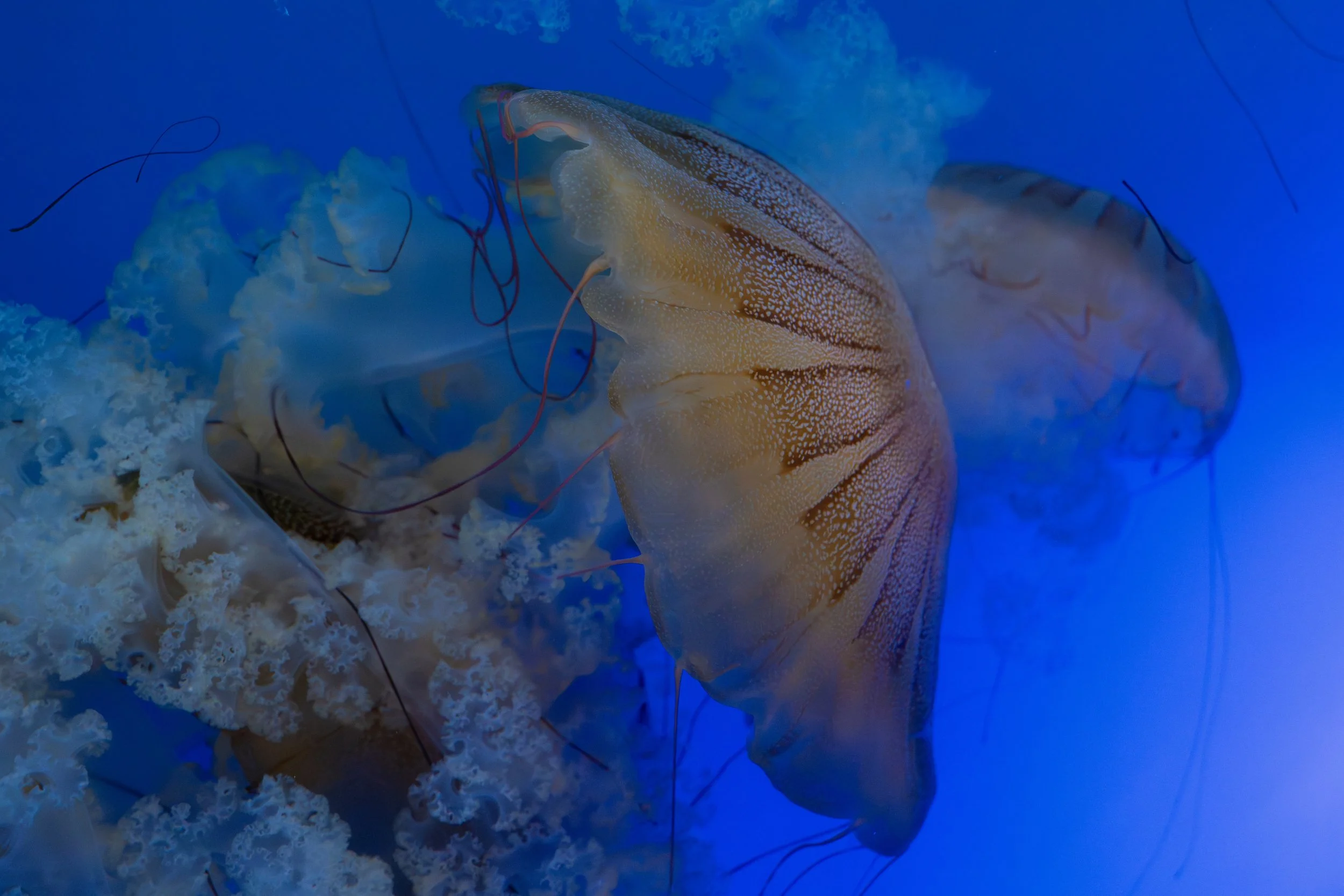 _DSC9256.jpeg
