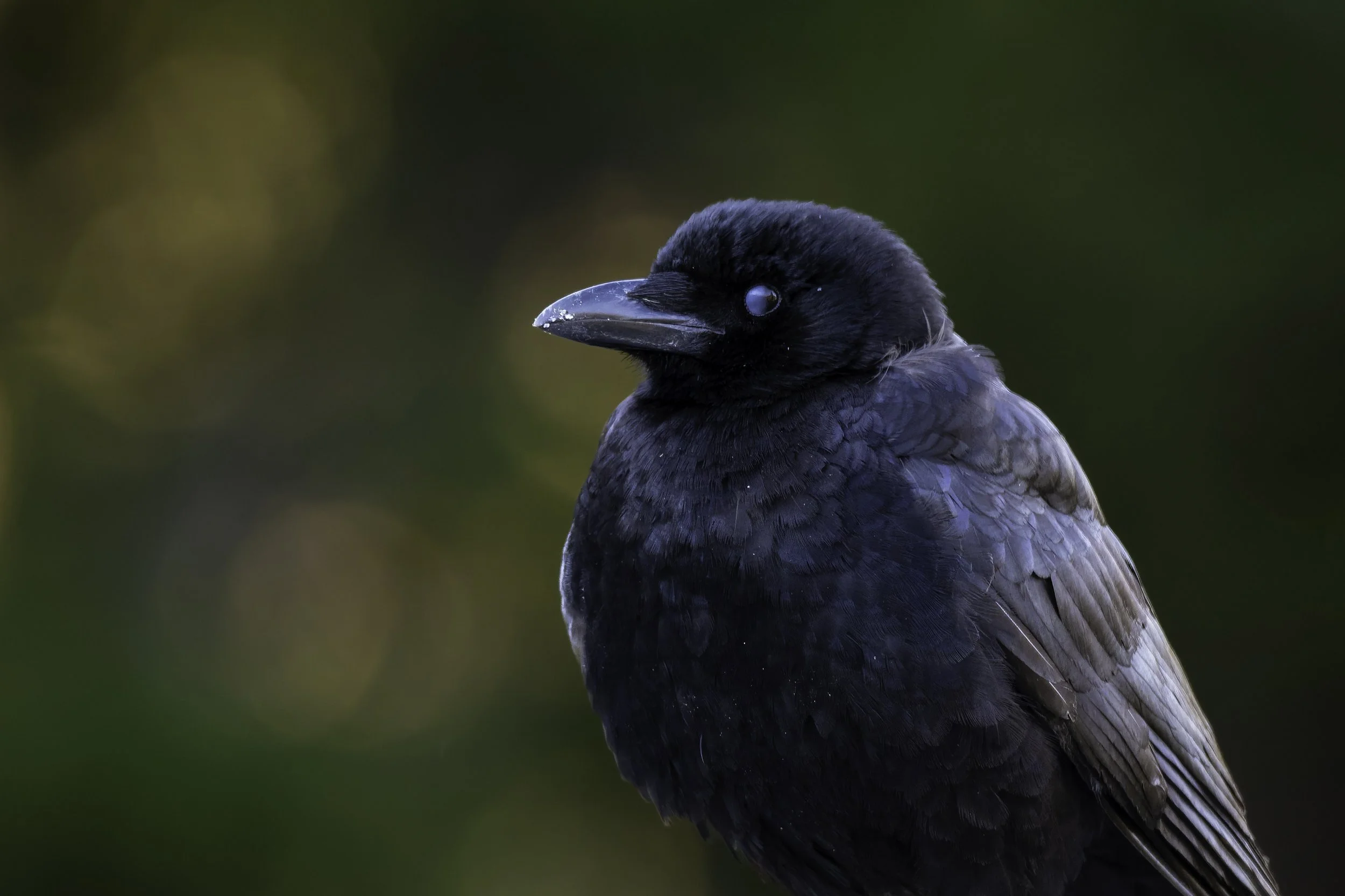 Close-up of a black bird, likely a crow or raven, with dark feathers and a glossy black beak, against a blurred green background.