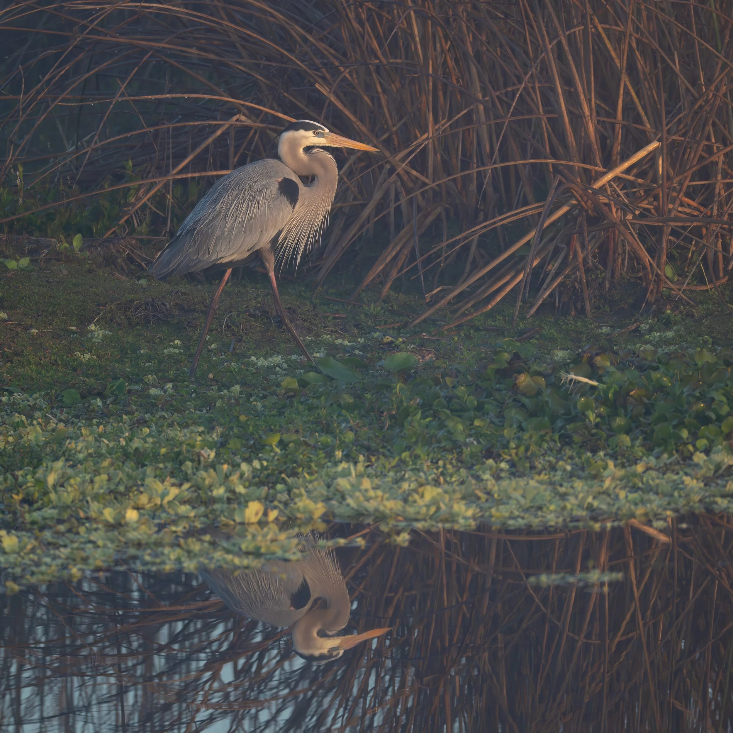 _DSC8406.jpeg