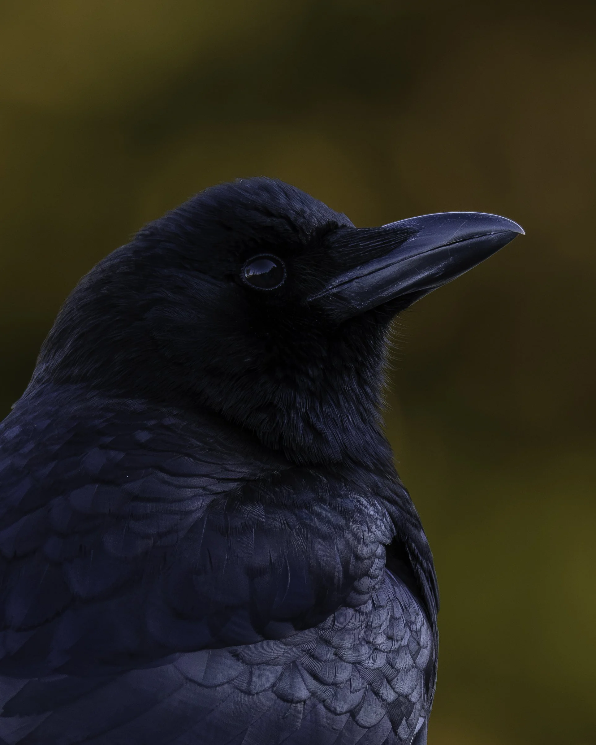 Close-up of a black crow's head and beak against a blurred brown background.