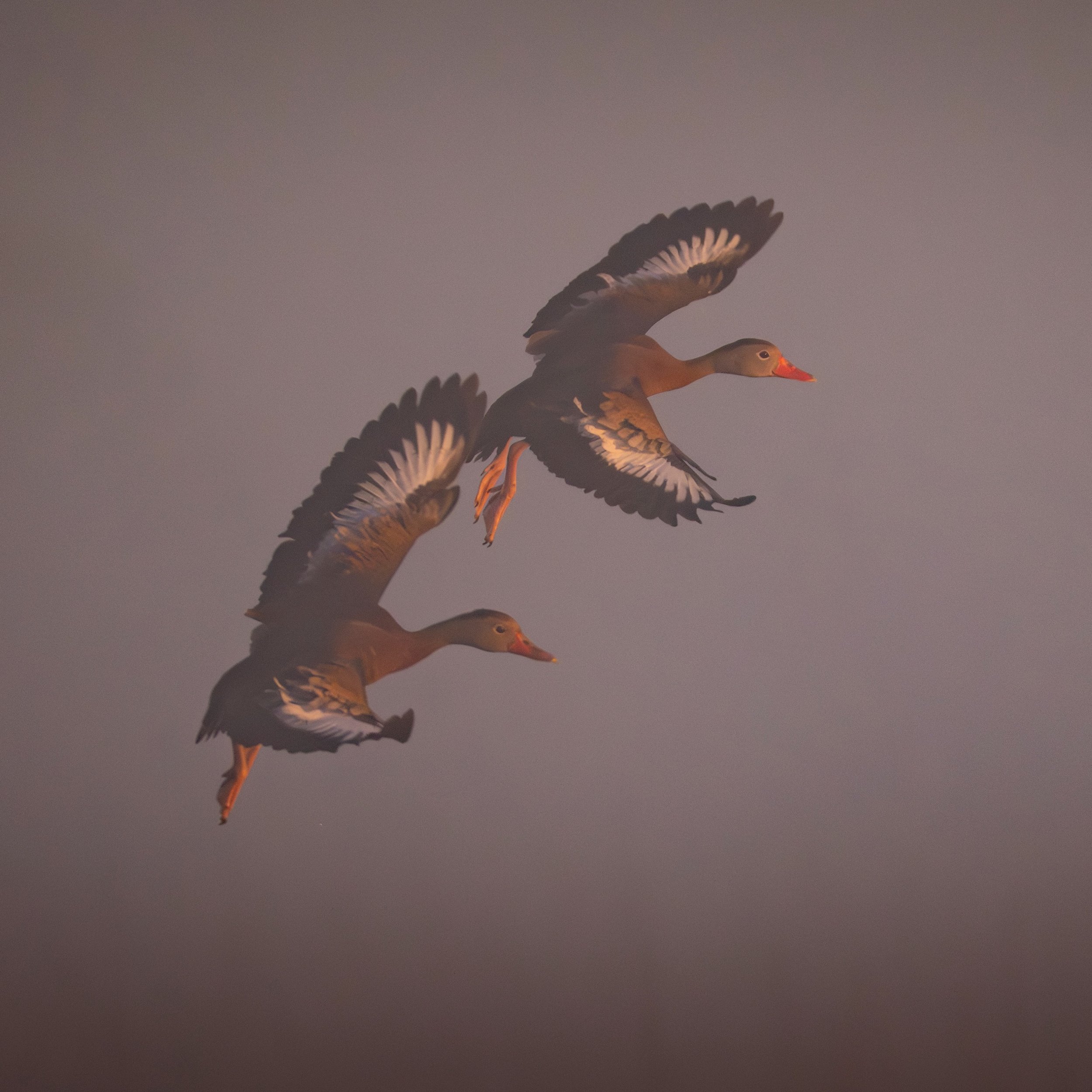 _DSC8455.jpeg