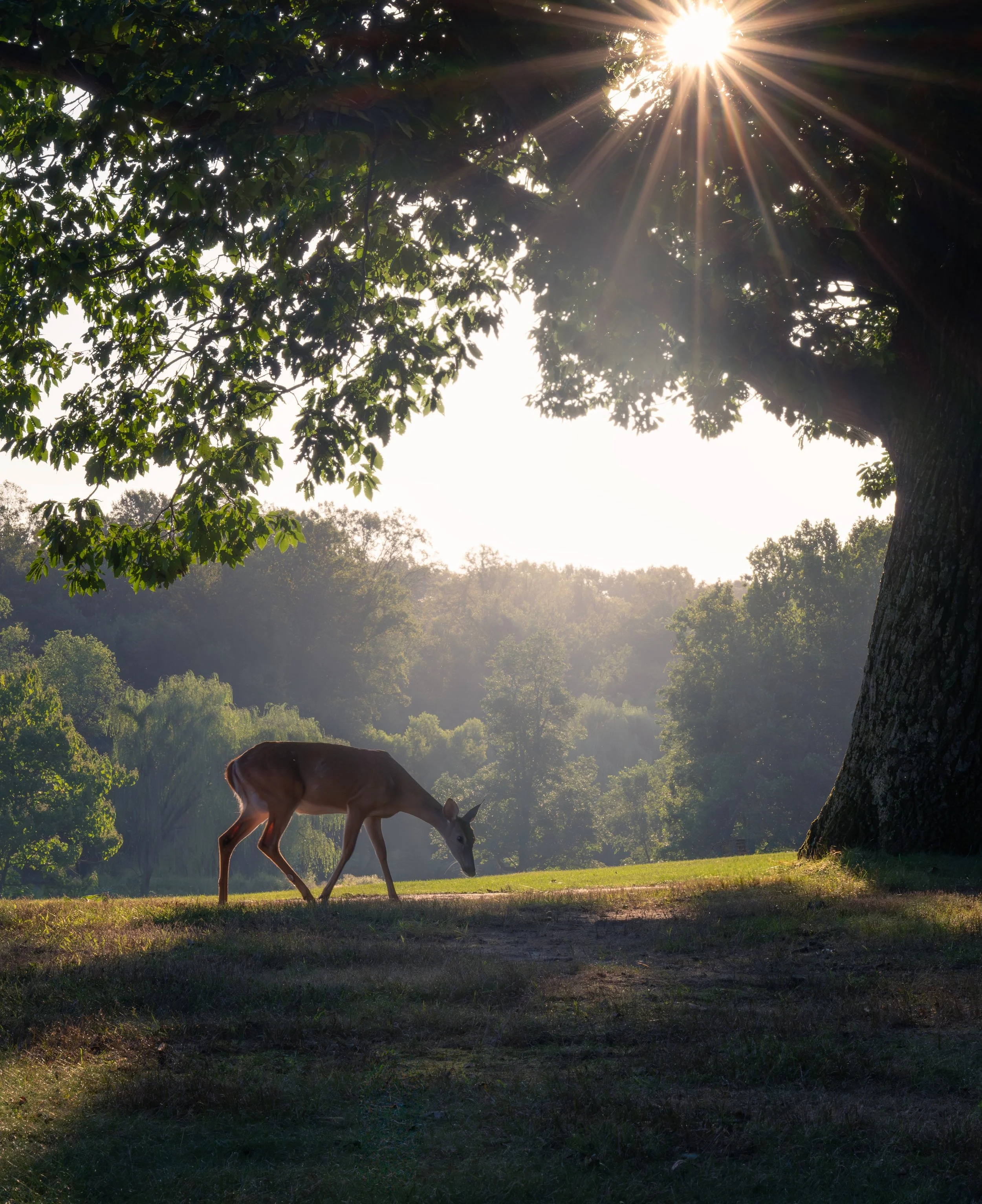 A deer grazing on grass under a large tree with sunlight shining through the leaves.