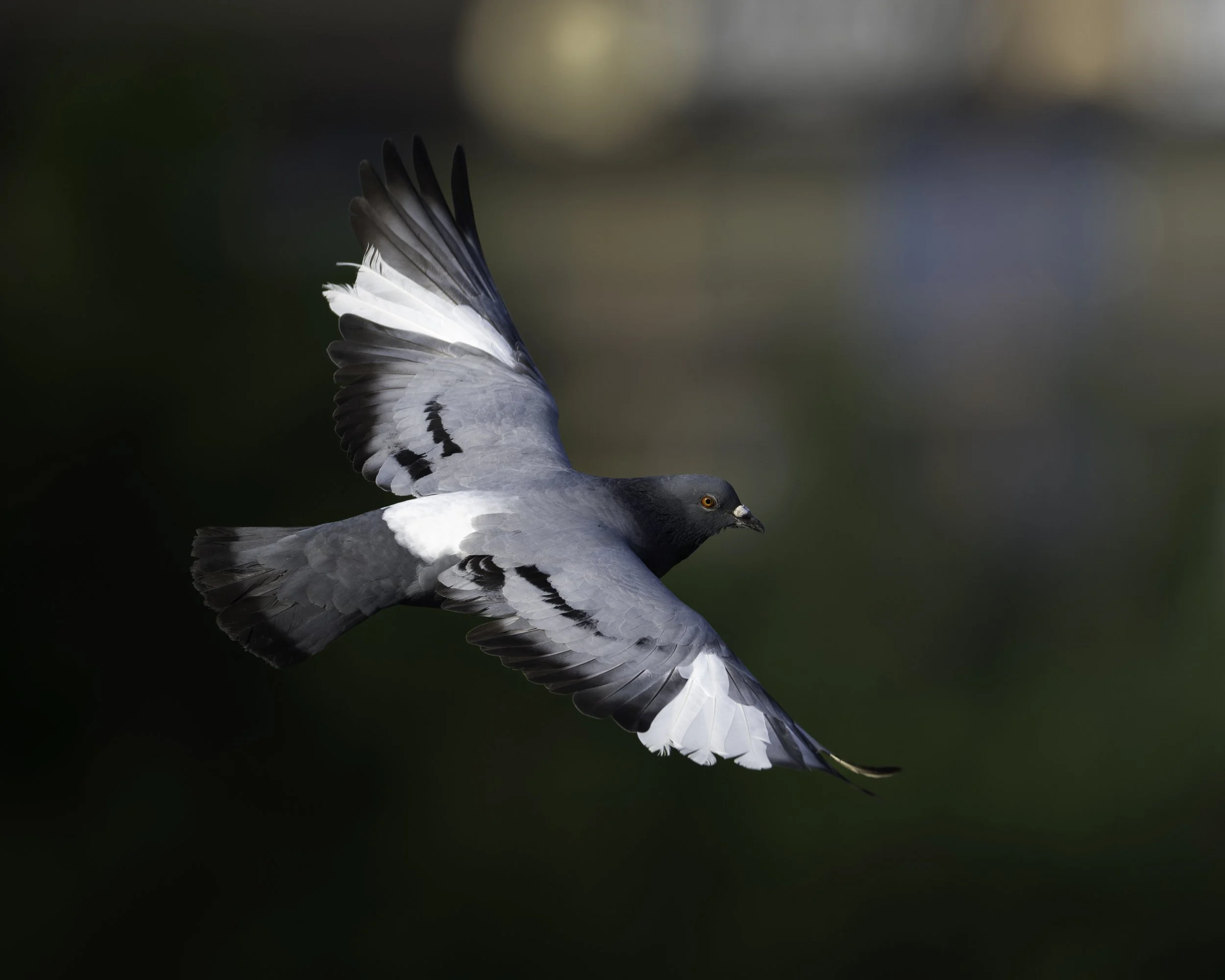 DSC_5558.jpg