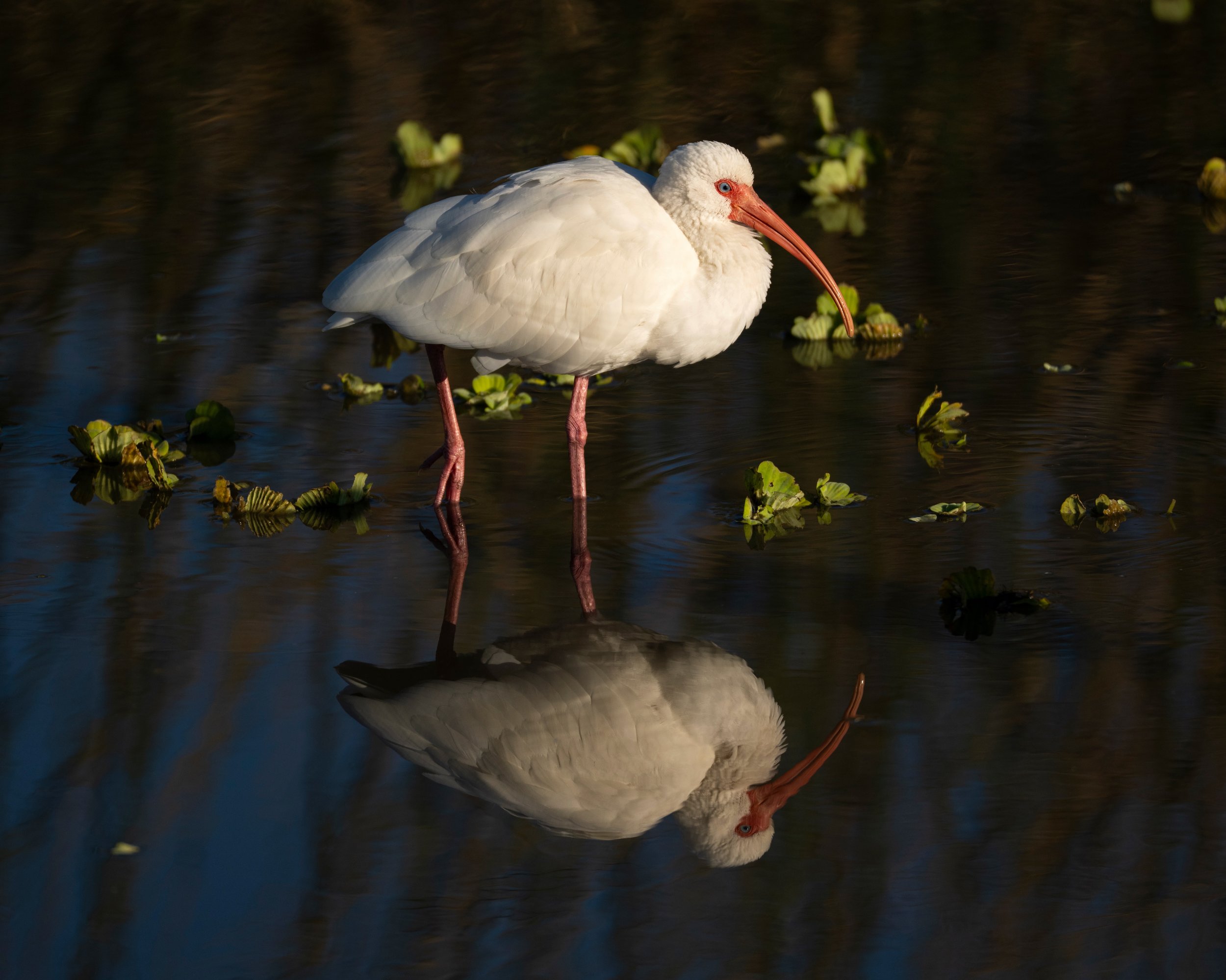 _DSC7441.jpeg