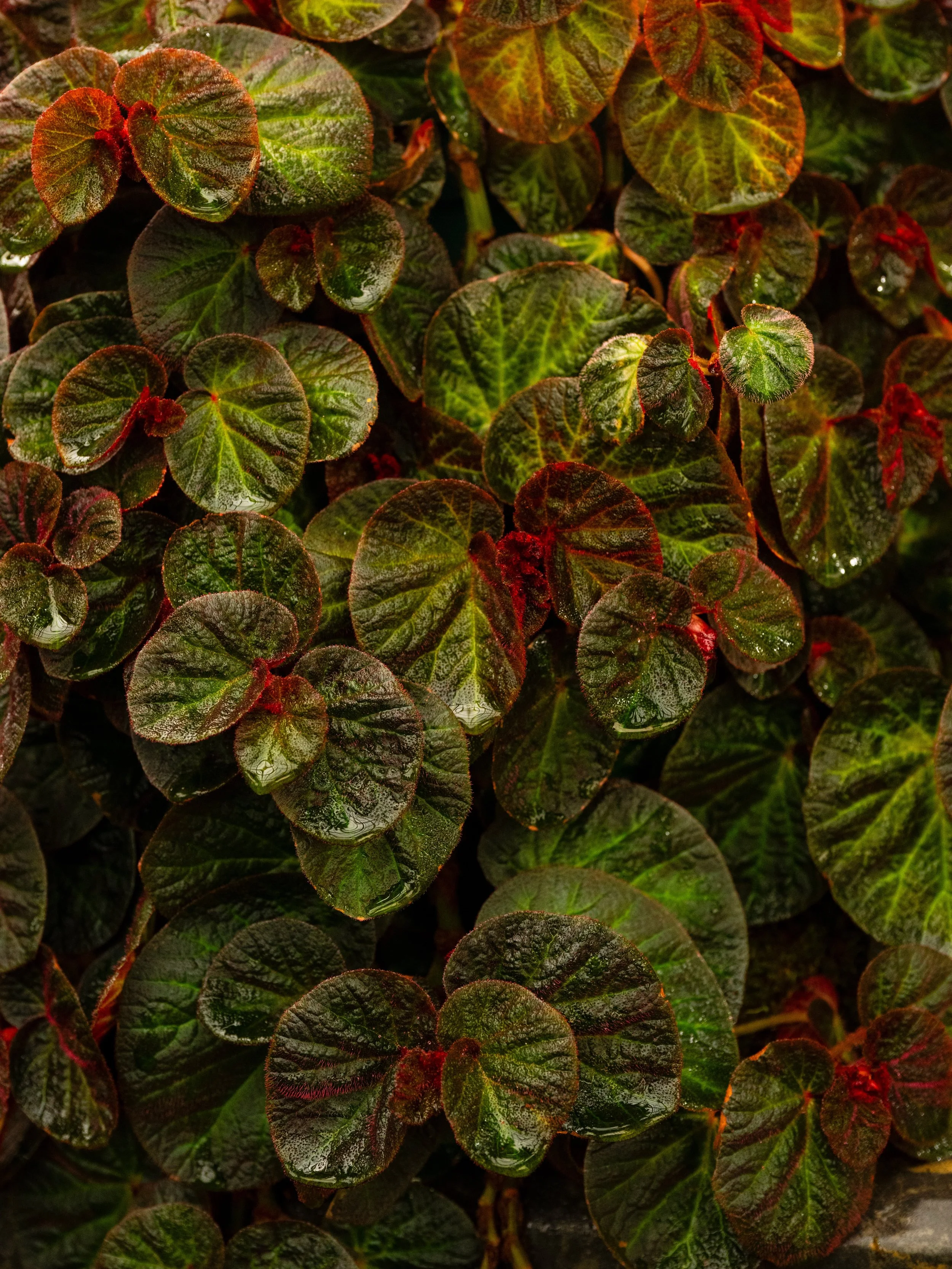 _DSC7581.jpeg