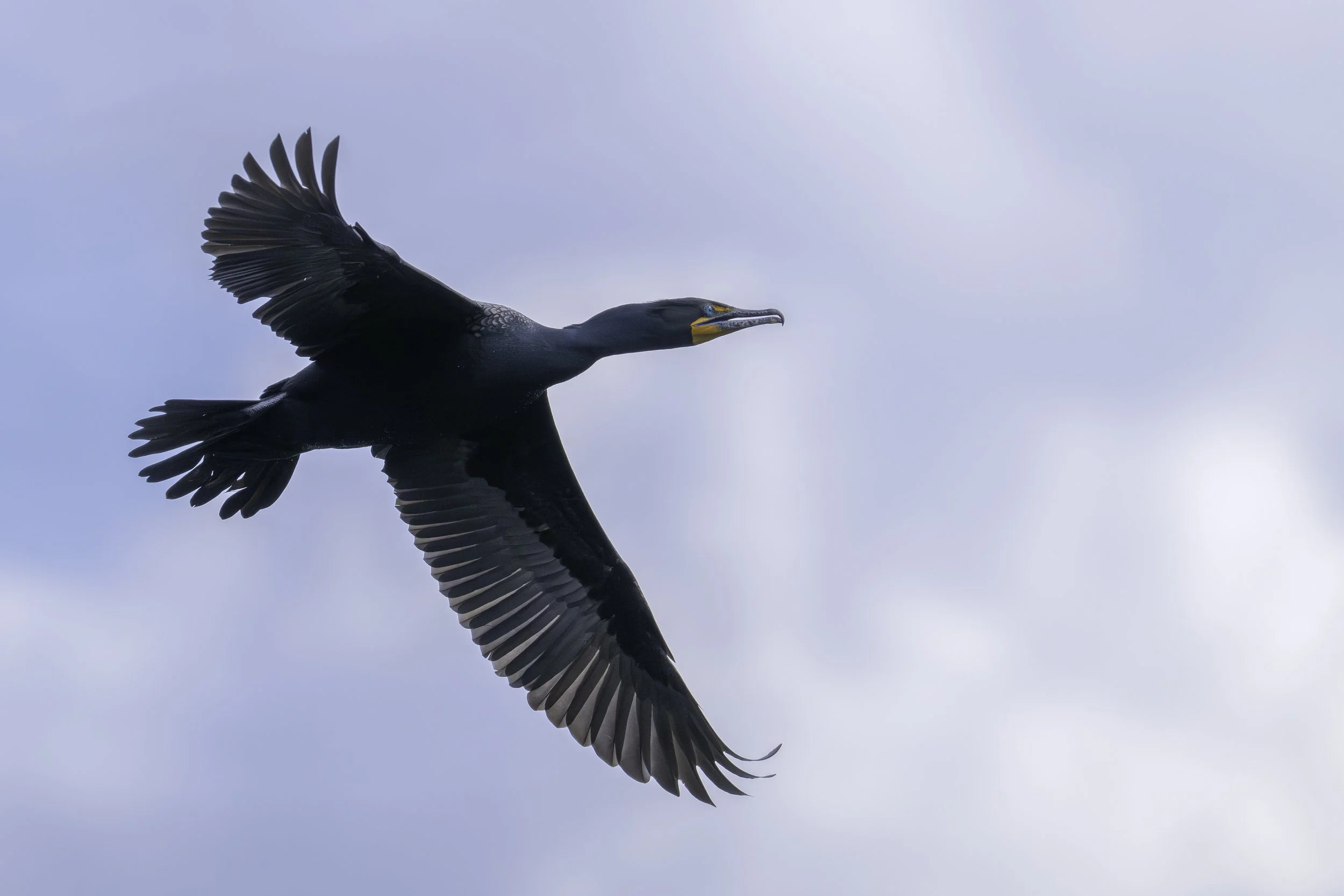 A black bird, likely an cormorant, flying against a light blue sky with some clouds.
