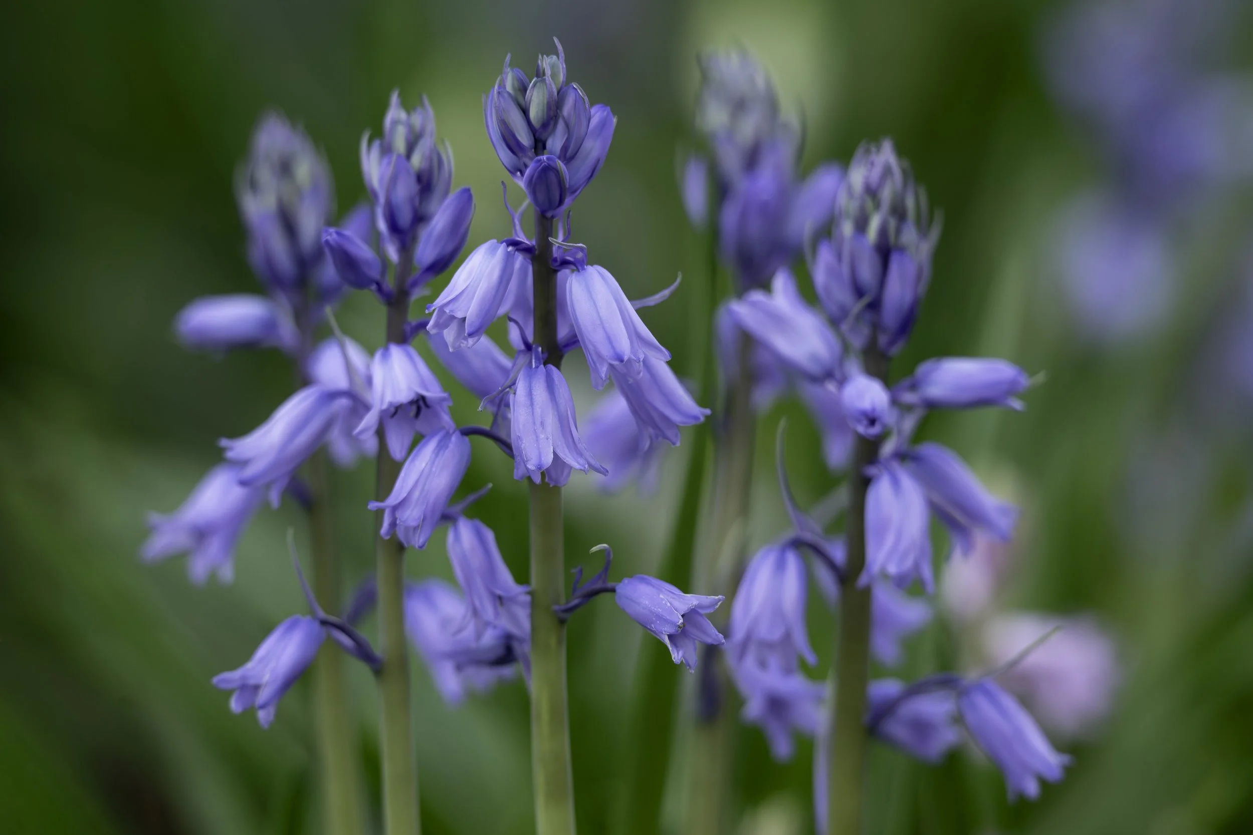 Close-up of bluebell flowers with purple petals and green blurred background.